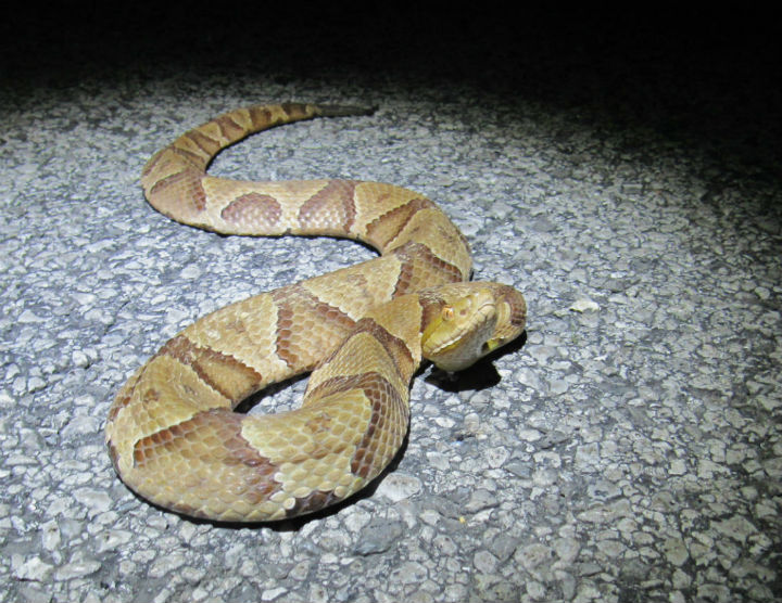 Copperhead
